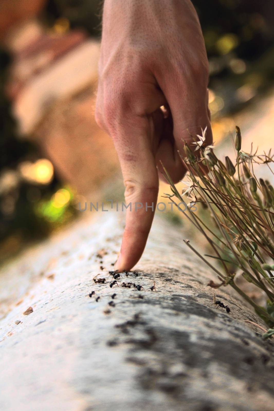 finger invade line of ants