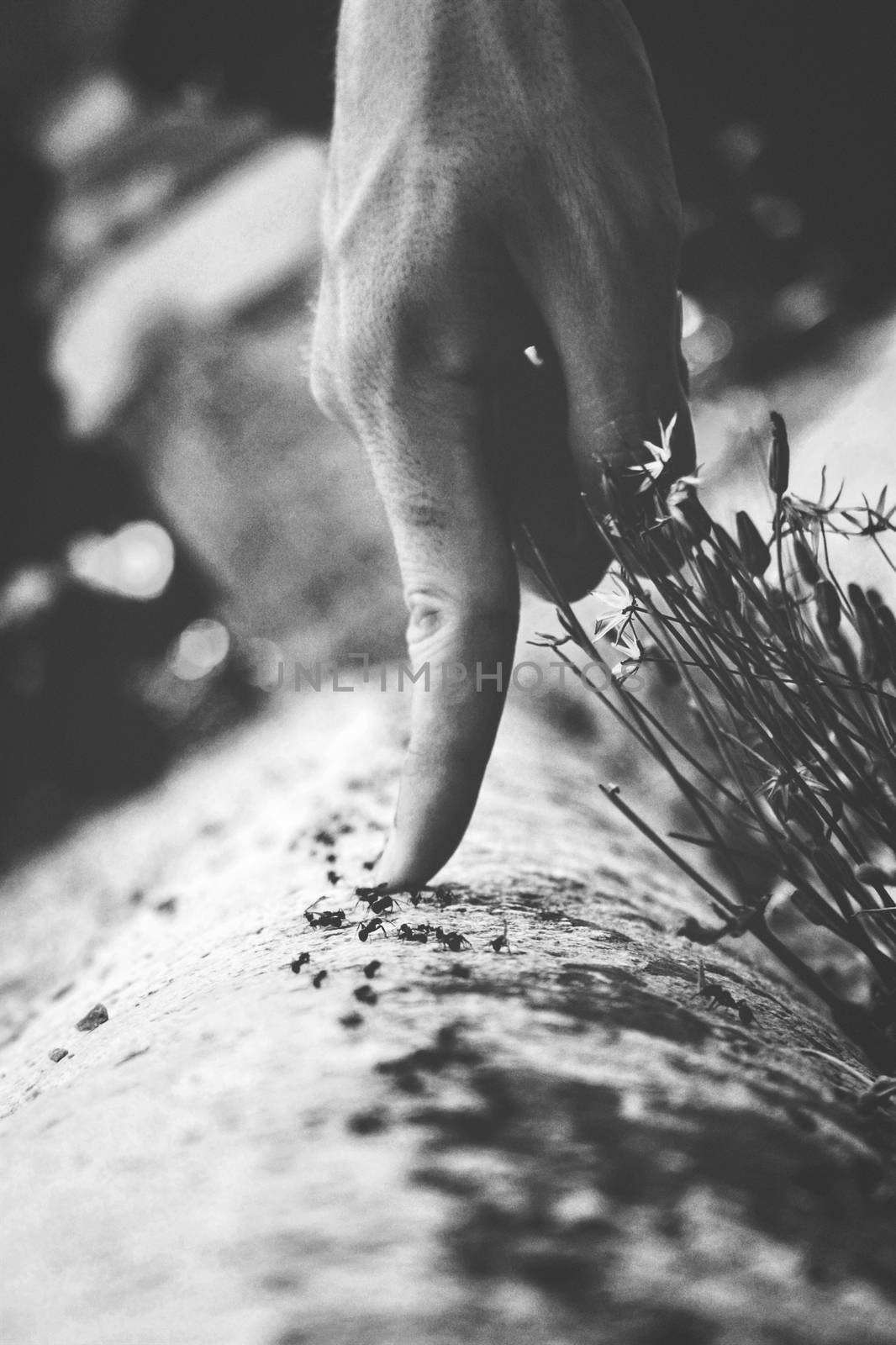 hand on ants by EnzoArt