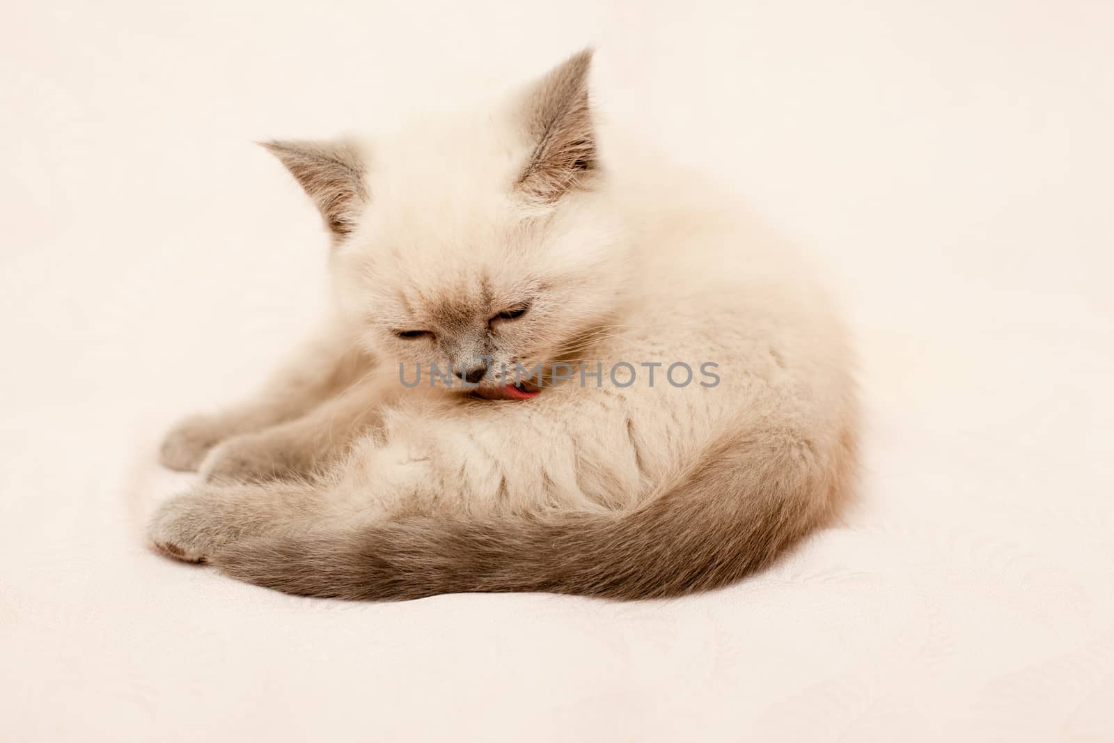 Grey and white kitten on pink background
