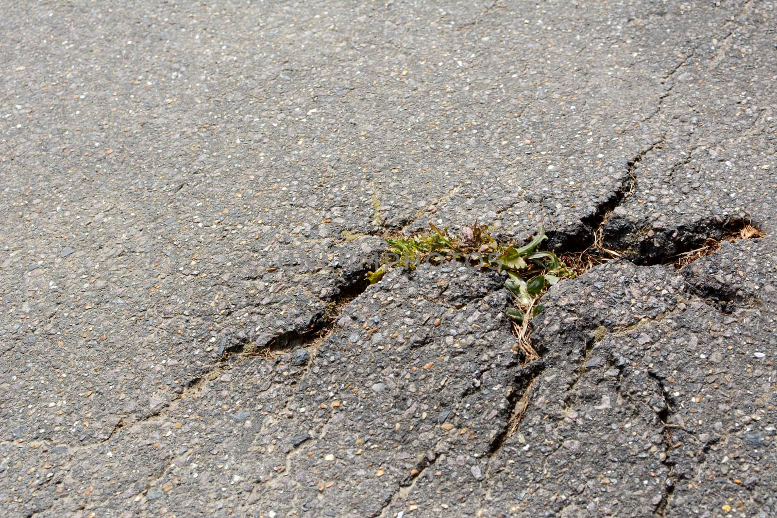 Thistle plant breaking through cracks in a tarmac path