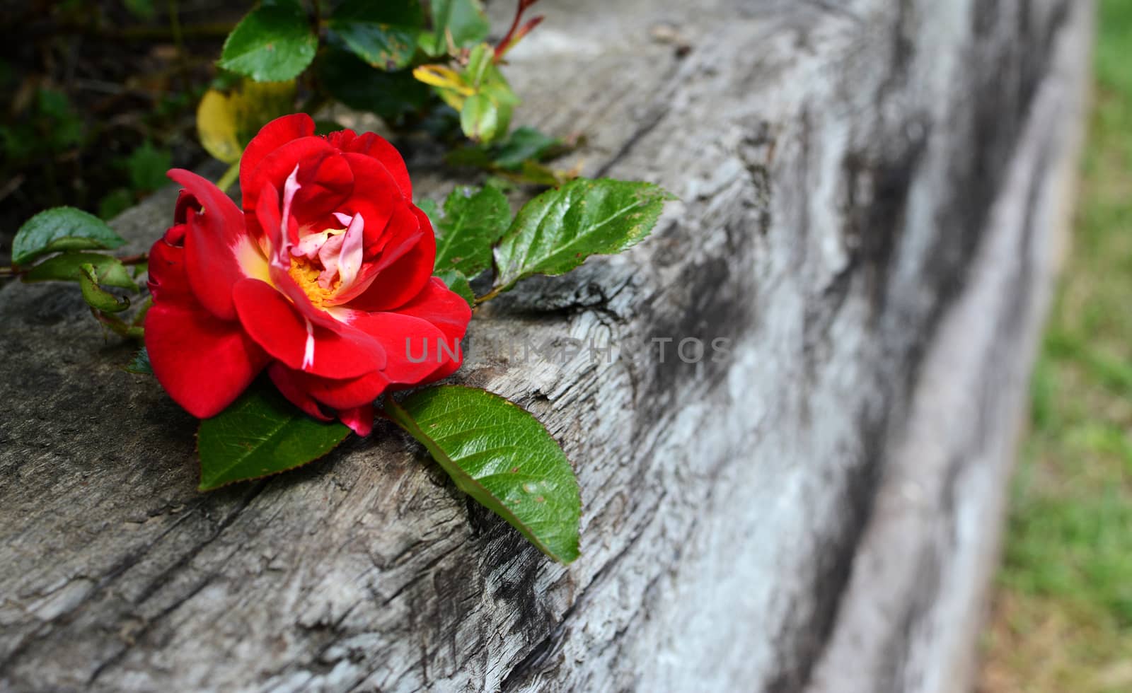Single deep red rose bloom against a weathered wooden railway sleeper