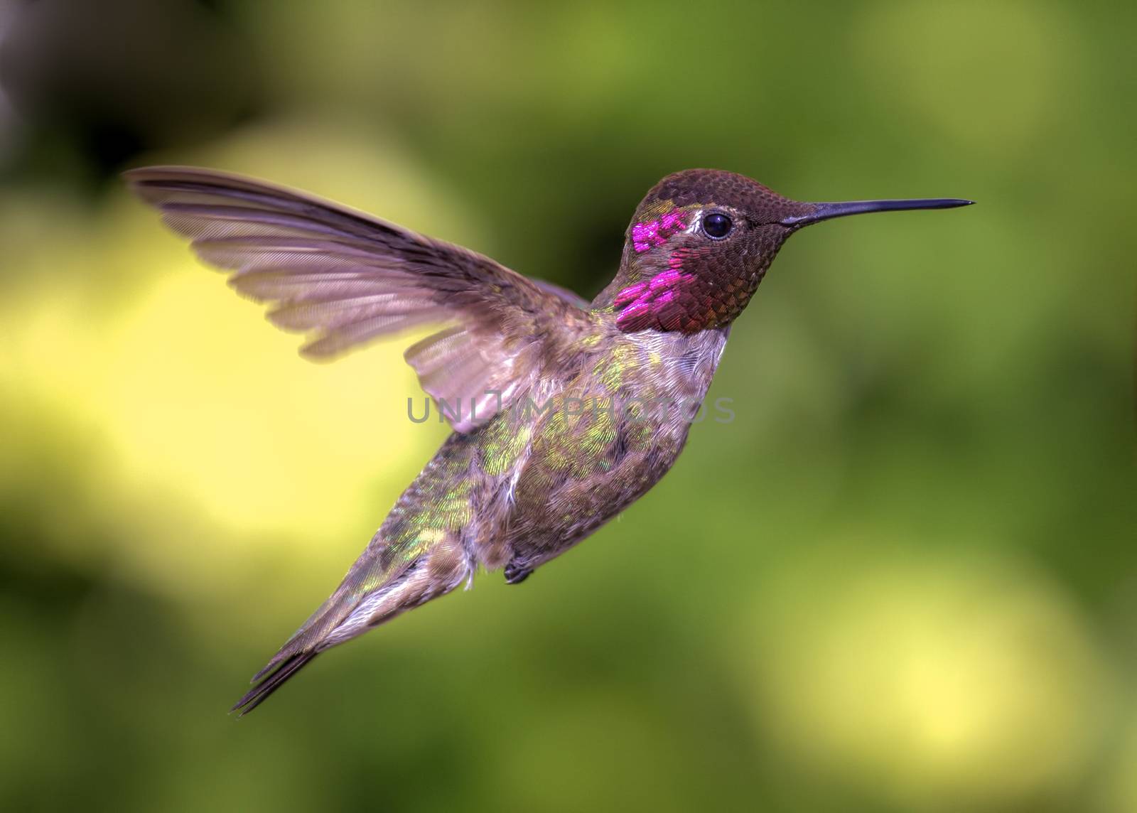 Close up on a hummingbird in flight.