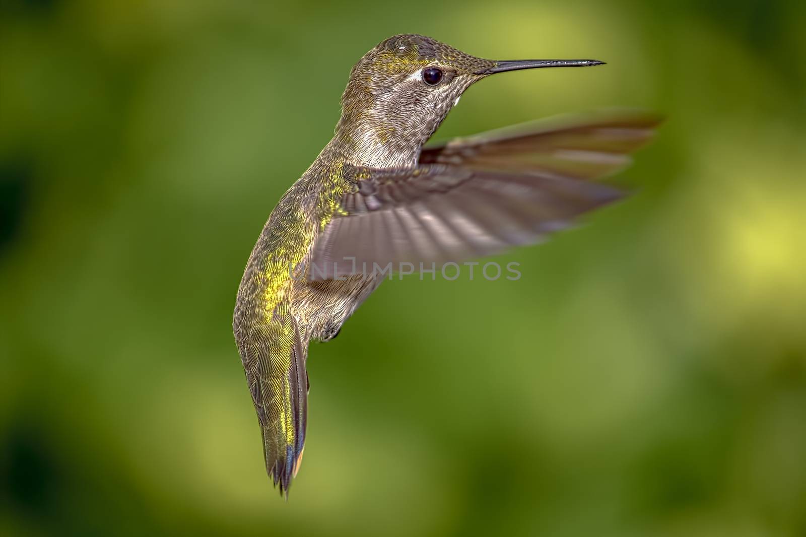 Close up on a hummingbird in flight.