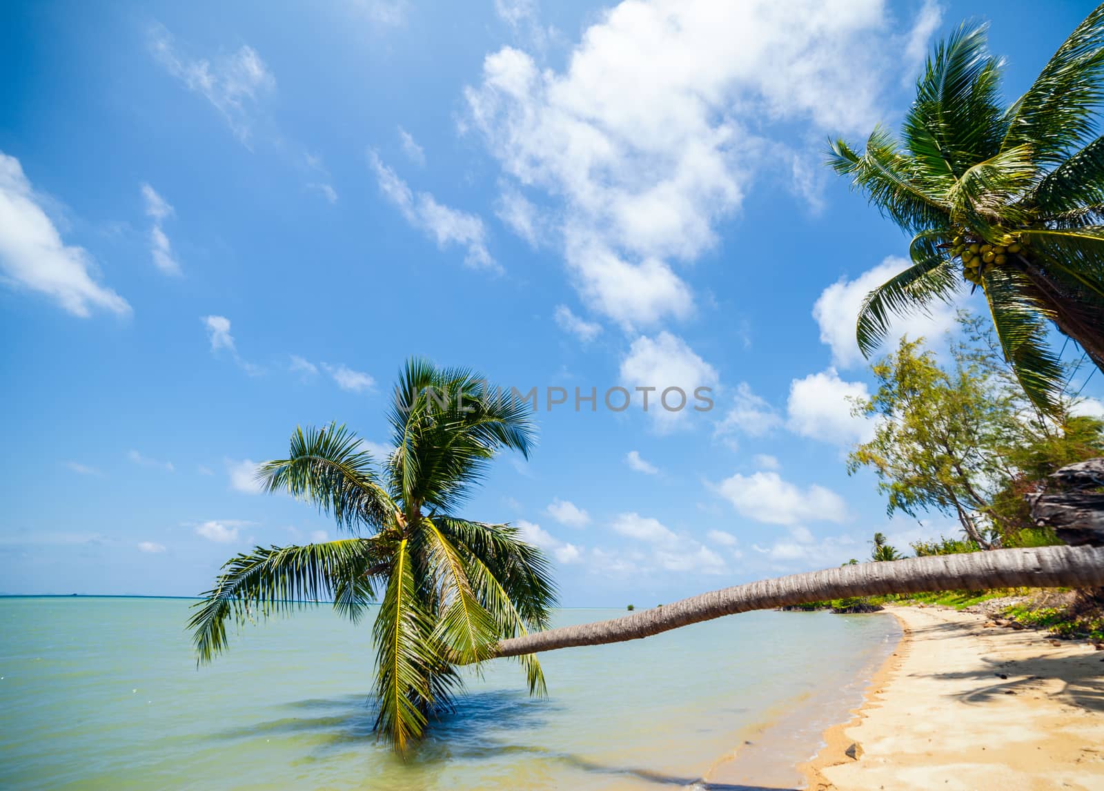 Palm trees at a tropical beach in the Virgin Islands