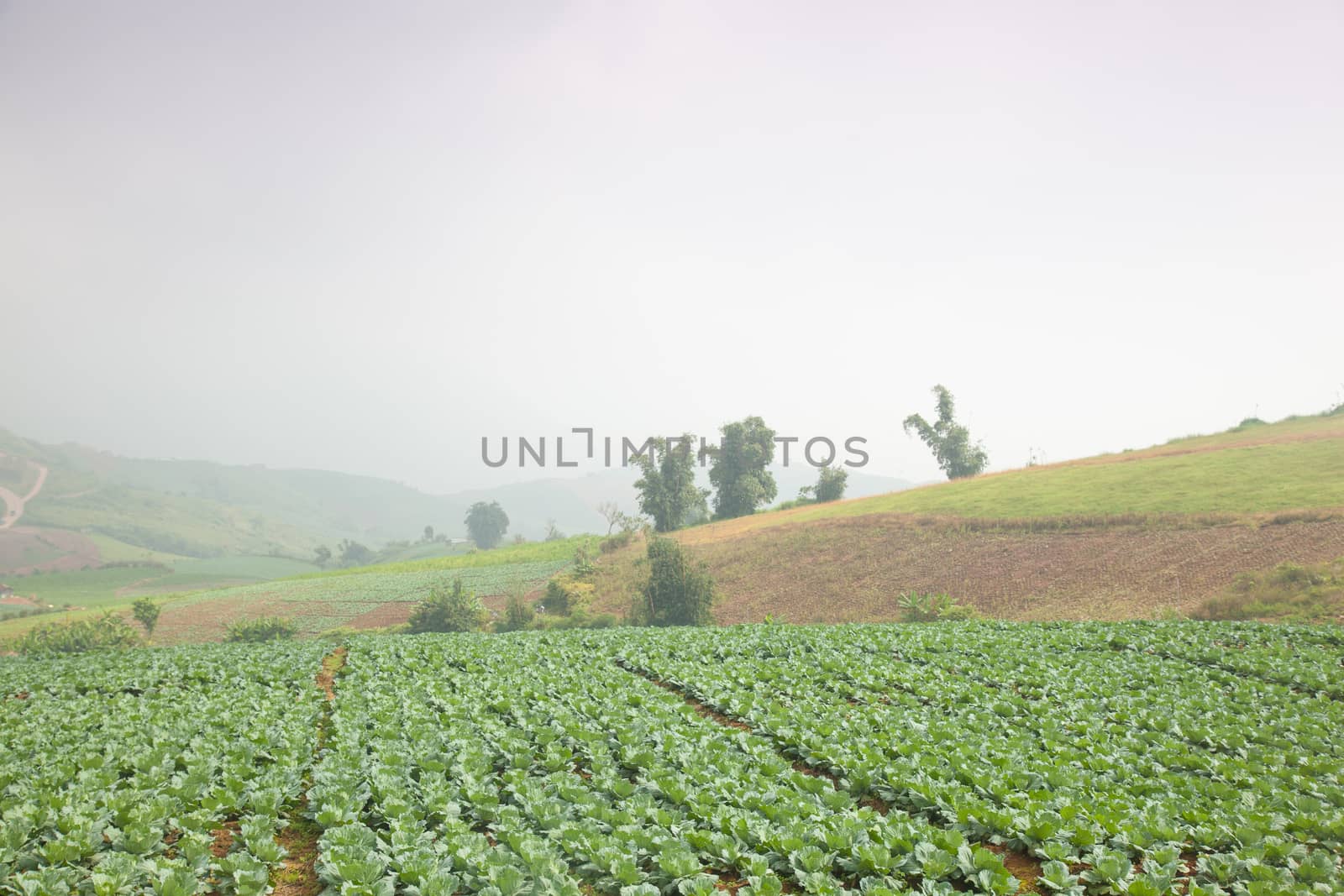 Agriculture cabbage areas planted cabbage big mountain cold.