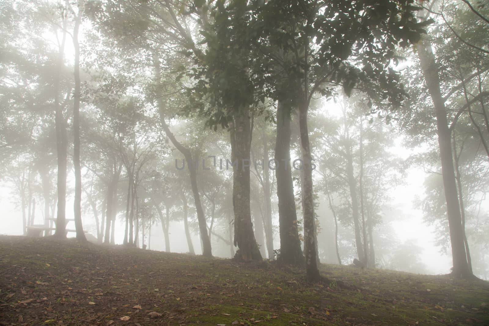 Fog covered trees by a454