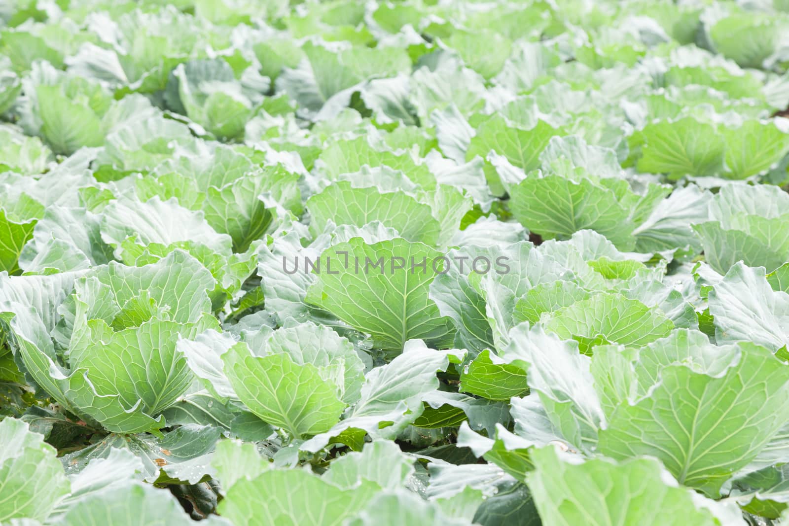 Agriculture cabbage areas planted cabbage big mountain cold.