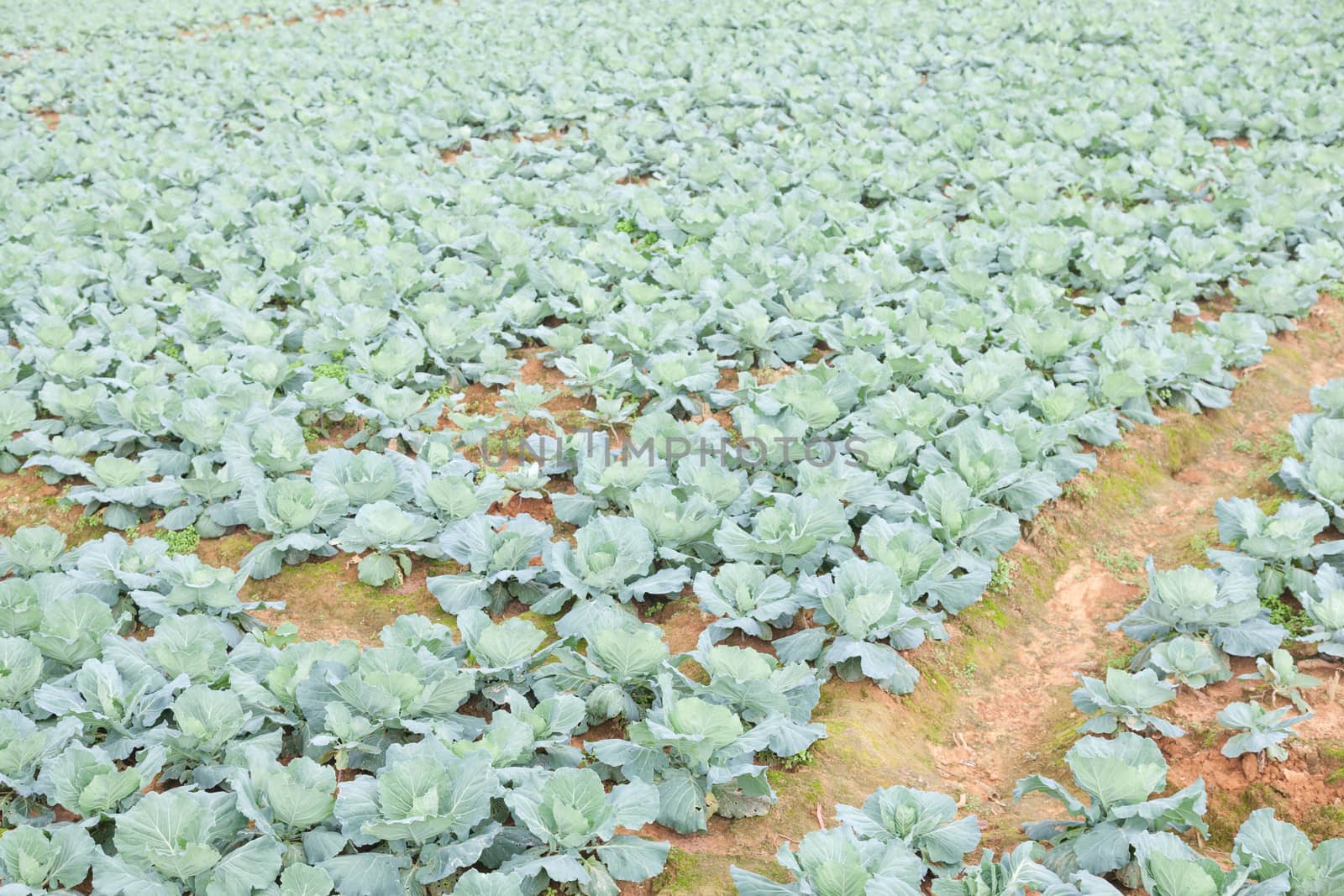 Agriculture cabbage areas planted cabbage big mountain cold.