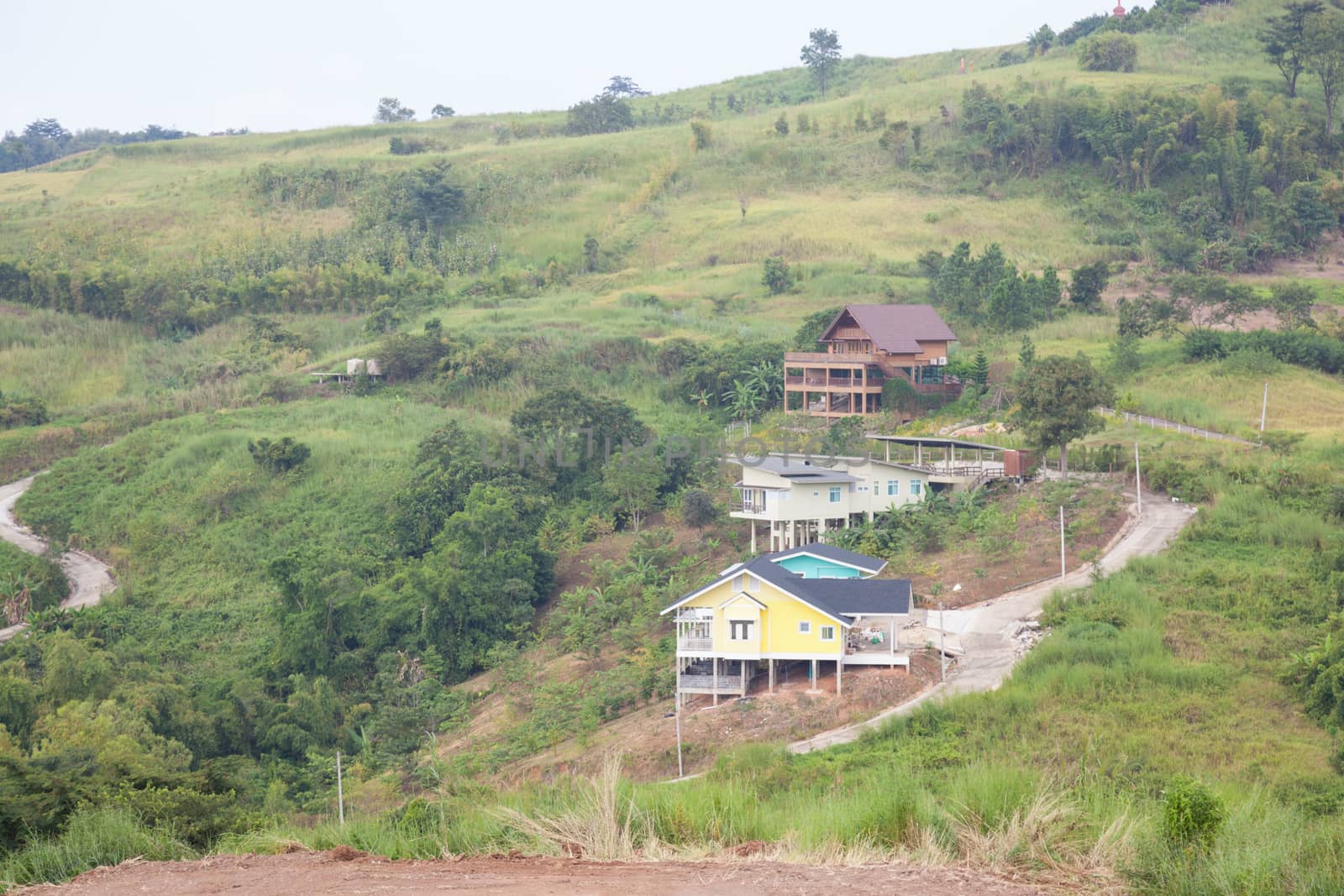 Home-grown hillside. A tree on top of a mountain.