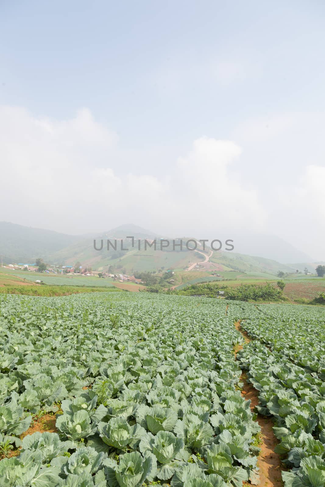 Agriculture cabbage by a454