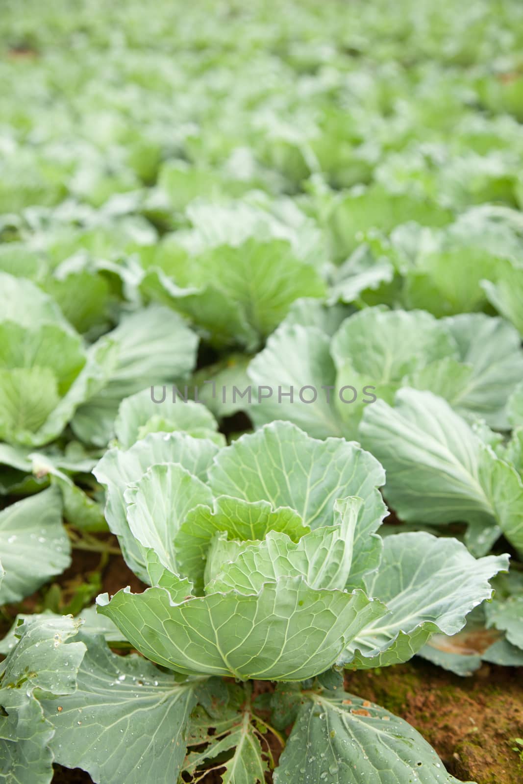 cabbage crop on the mountain cold. Agricultural lands are mainly on the mountain.