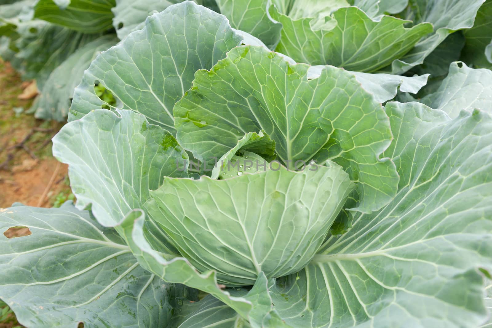 cabbage crop on the mountain cold. Agricultural lands are mainly on the mountain.