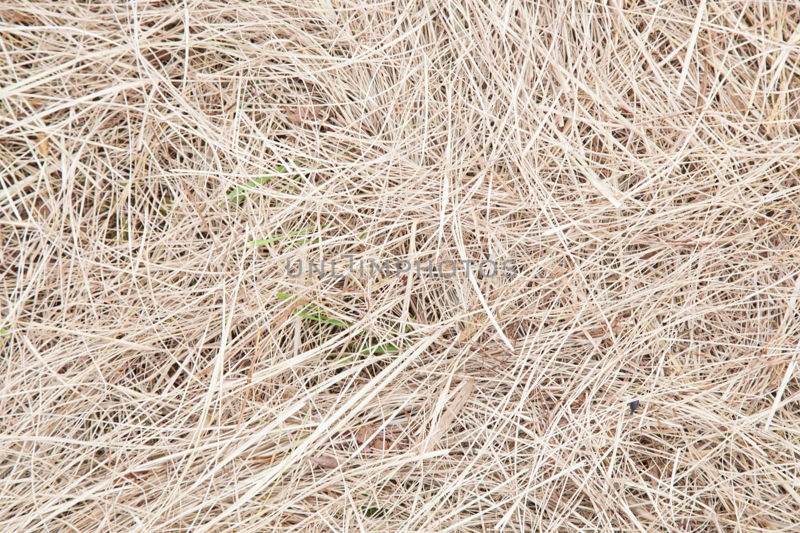 Hay. dry grass put a heap on the ground. Dry dead grass