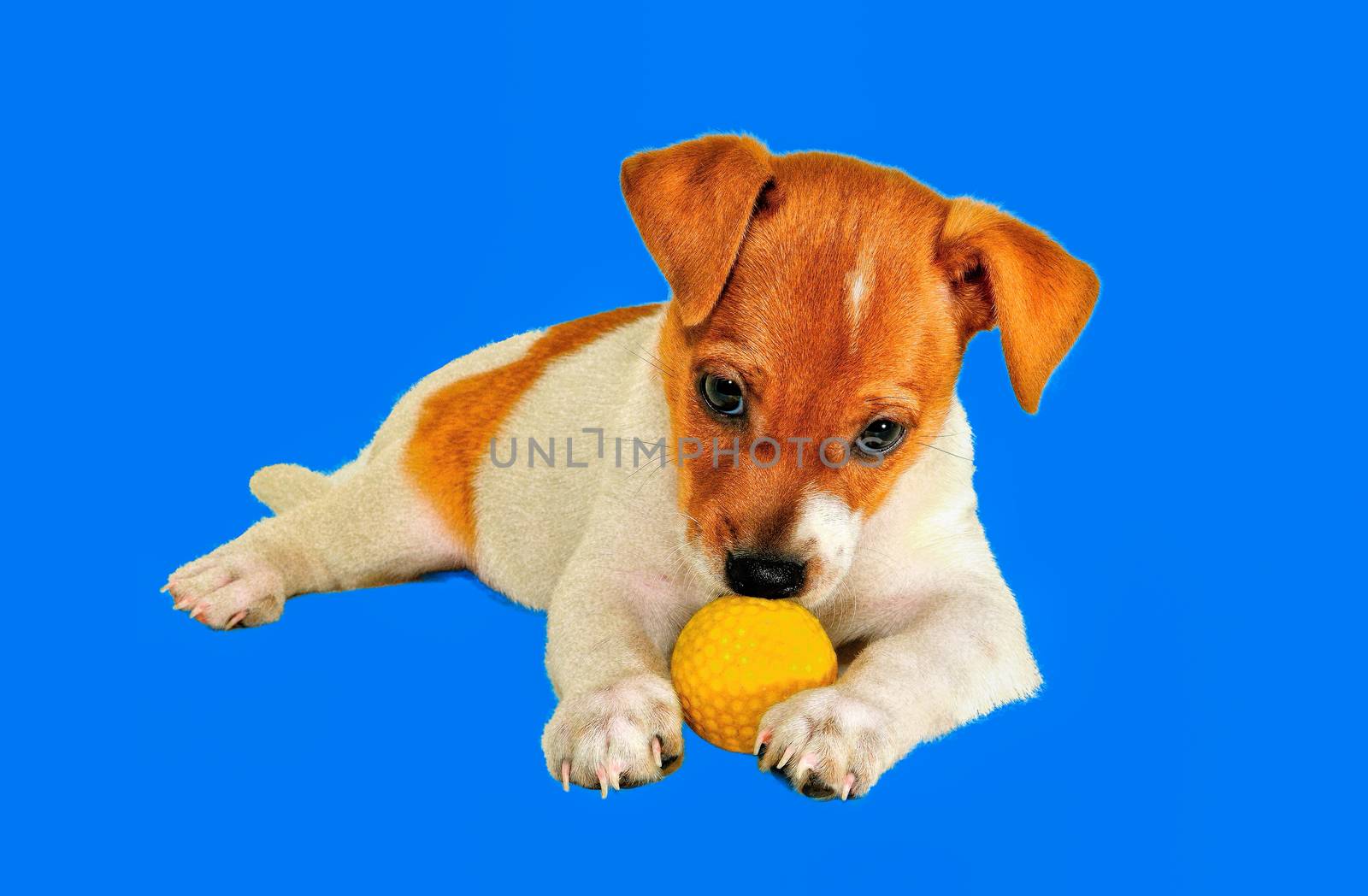 Puppy with a ball  by ben44