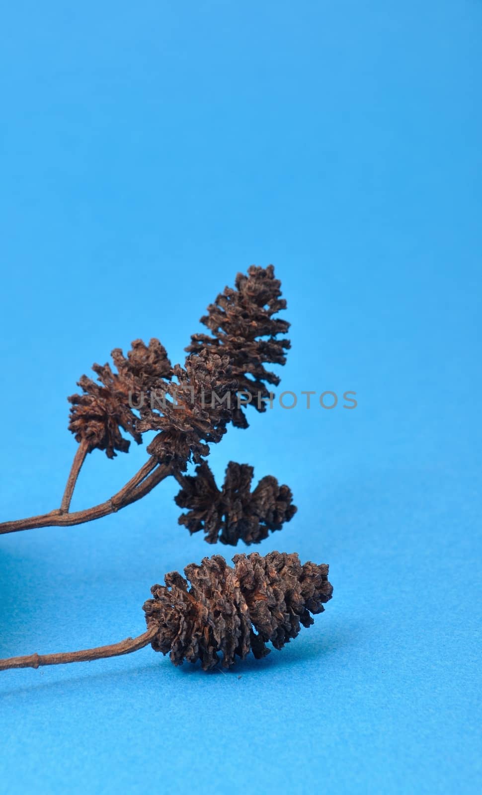 Studio shot of Alder cones