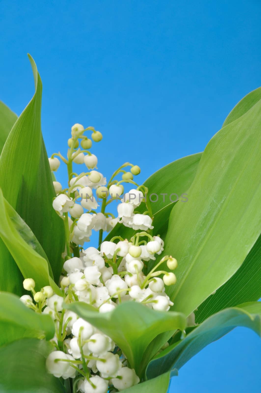 lily of the valley
	
