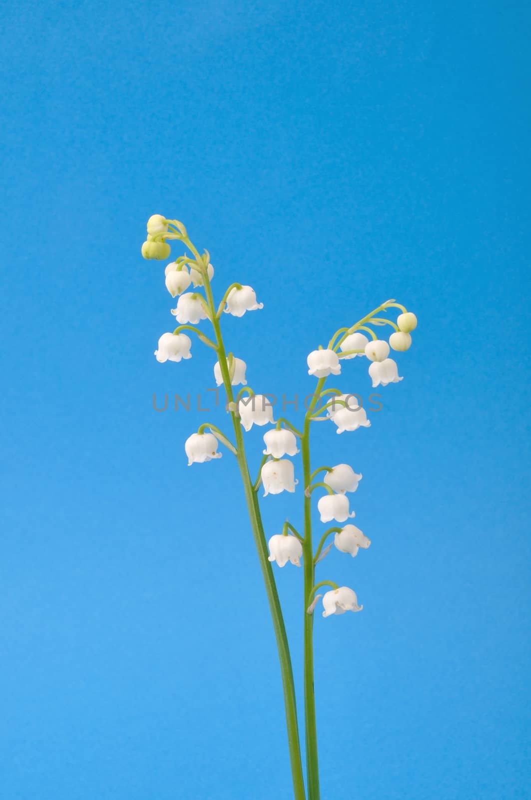 lily of the valley
	
