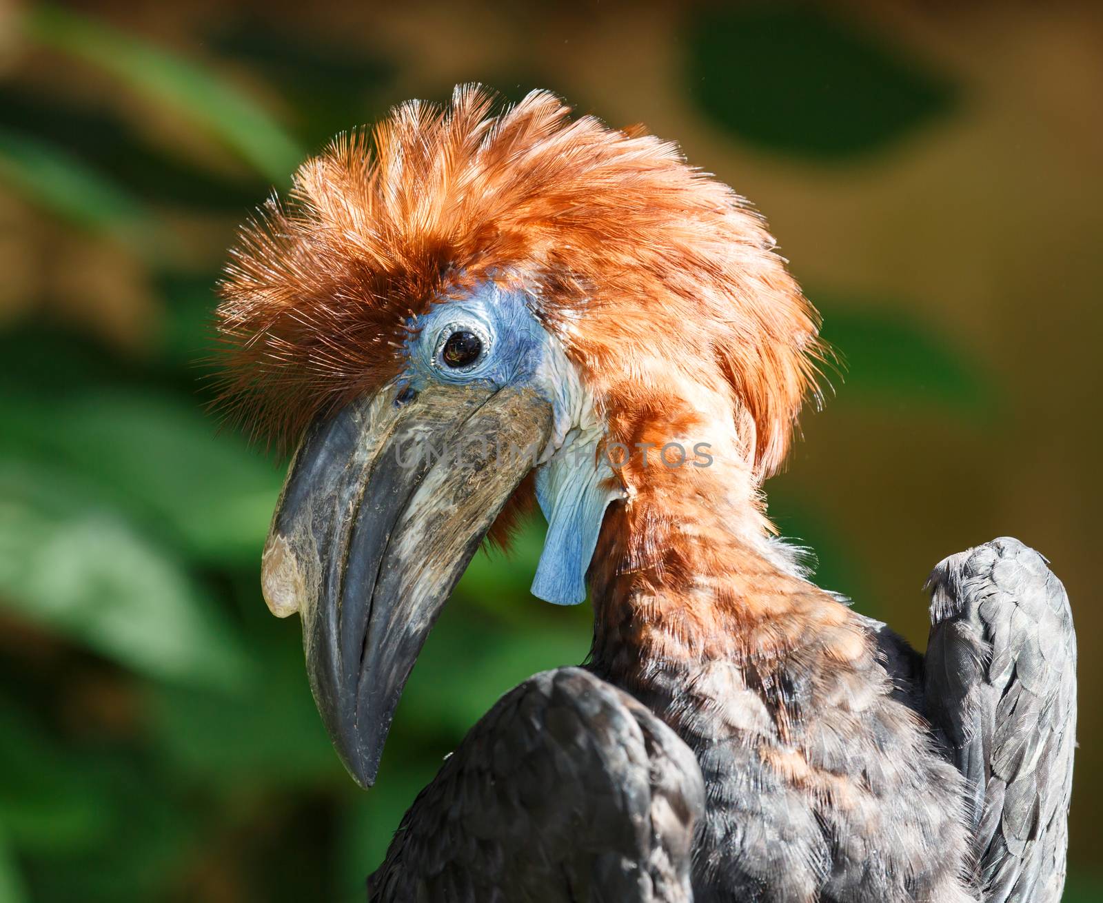 Young Hornbill Bird with a long beak and blue face