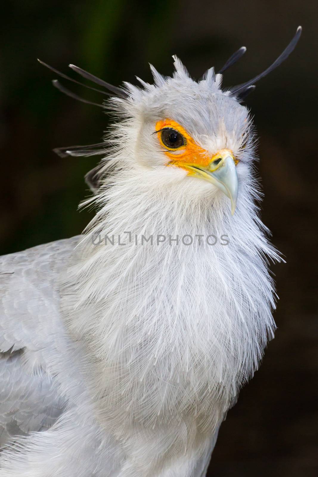 Portrait of a Secretary Bird of Prey by fouroaks