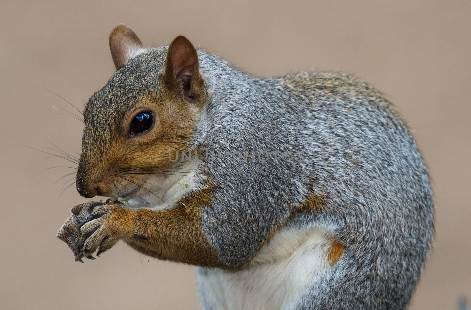 Cute Grey Squirrel from South Africa with food in it's paws