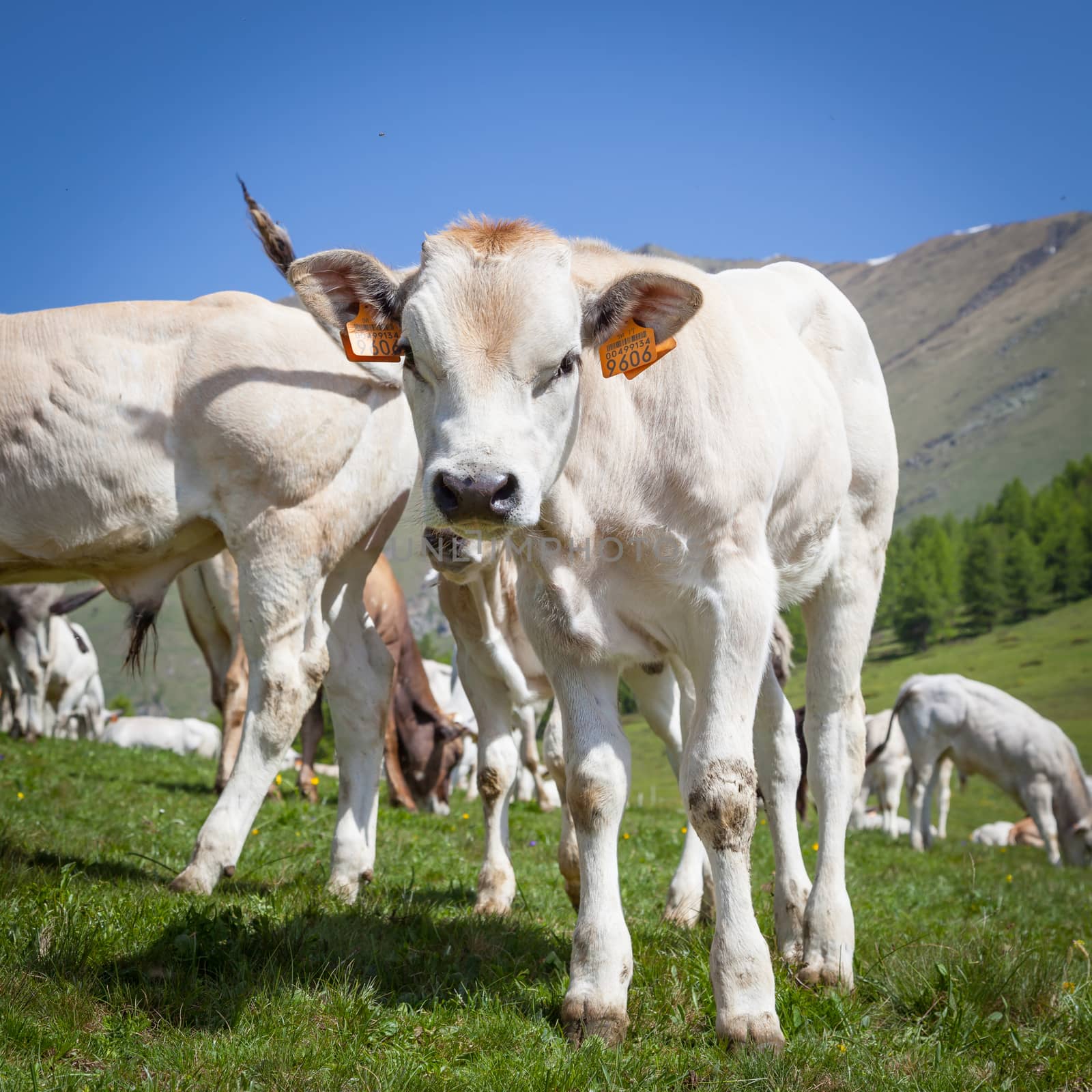 Summer season on Italian Alps. Free calf between adult cows.