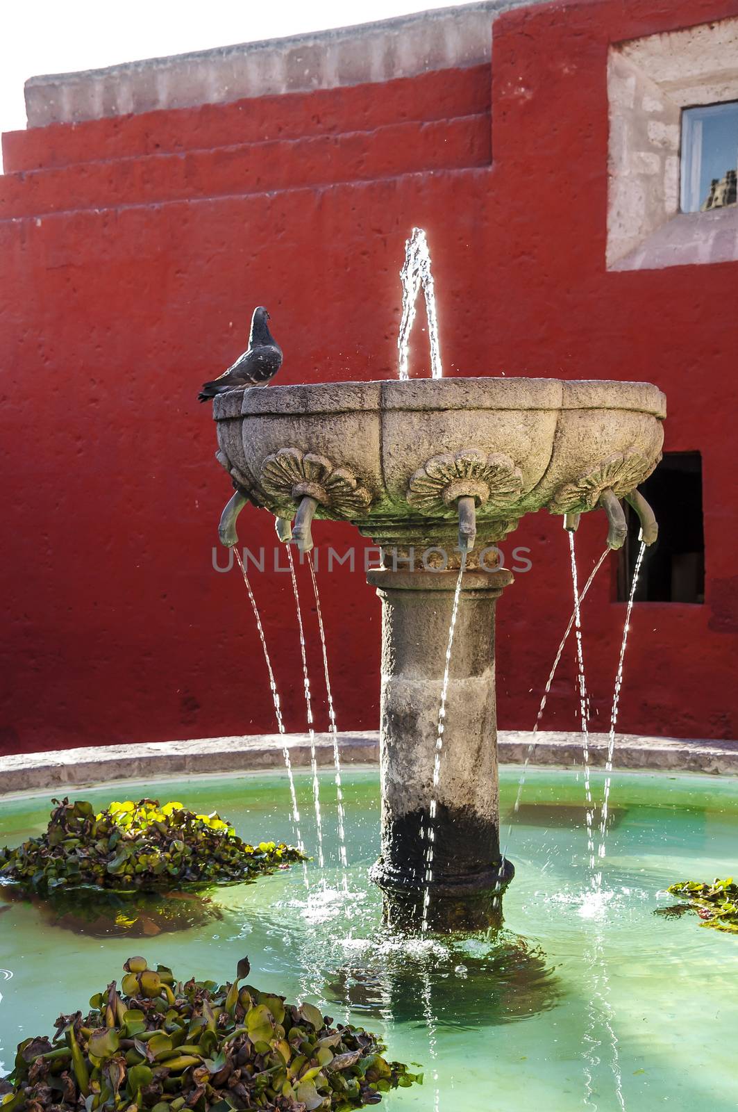 Santa Catalina monastery fountain in Arequipa with a pidgeon on it, Peru