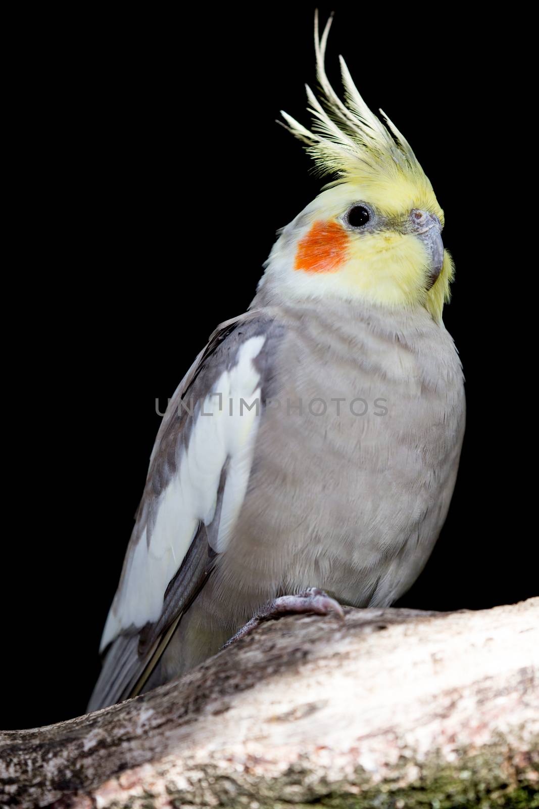 Cockatiel Parakeet Bird  by fouroaks
