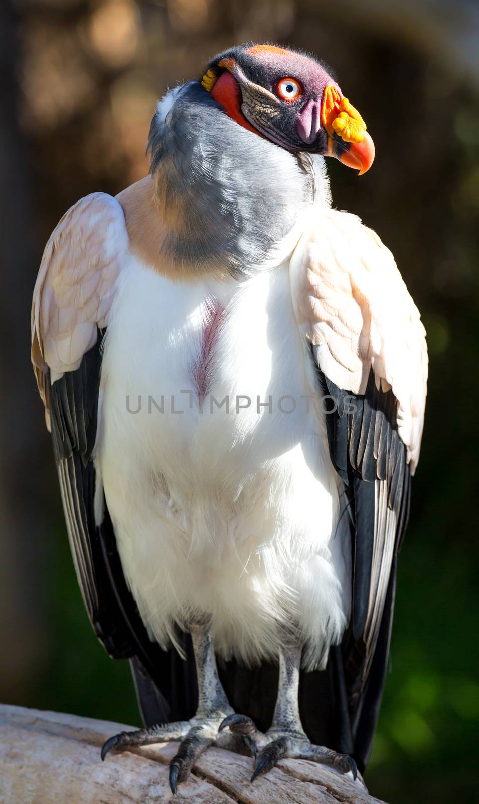 Striking King Vulture bird with large orange beak