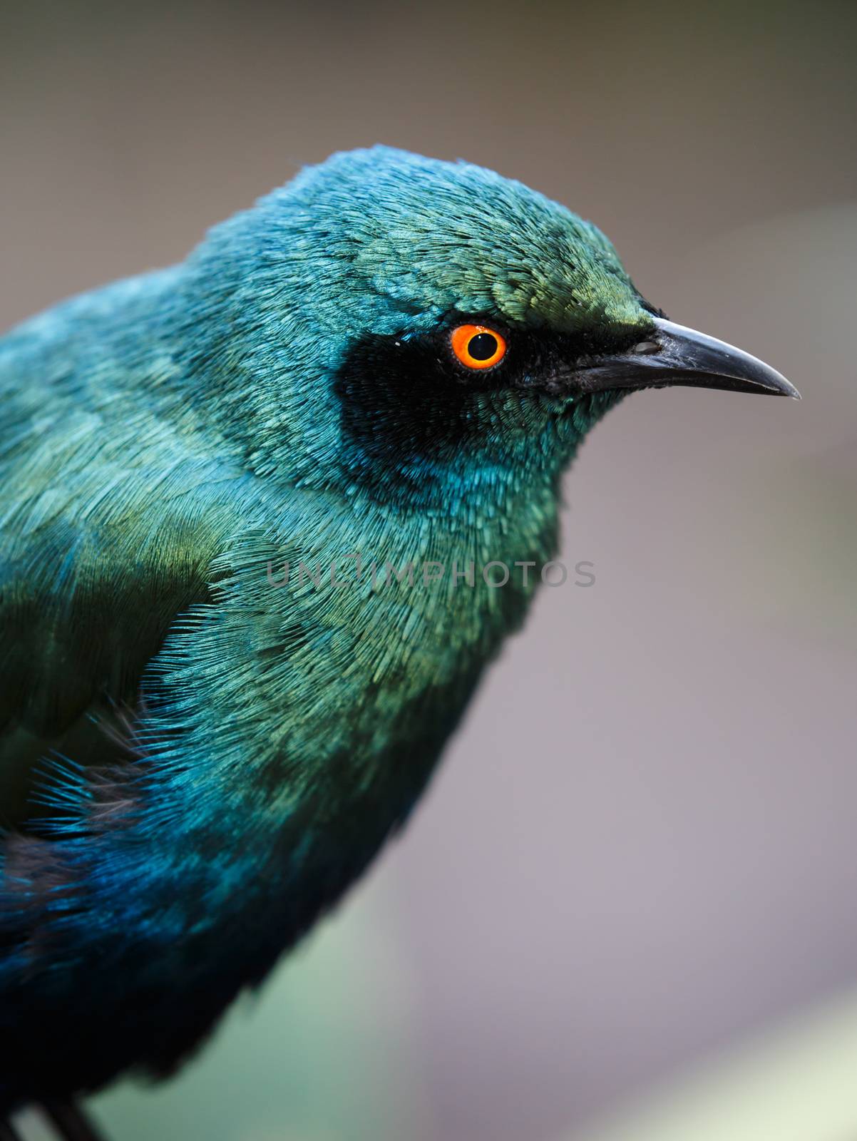 Glossy Starling Bird by fouroaks