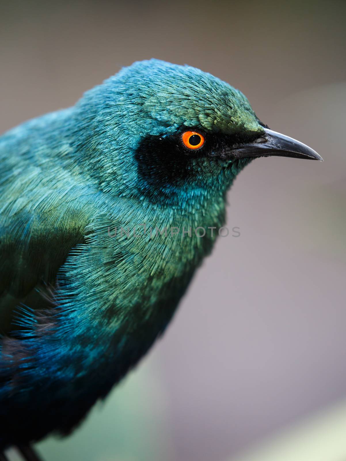 Glossy Starling Bird with staring yellow eyes and beautiful irridescent feathers