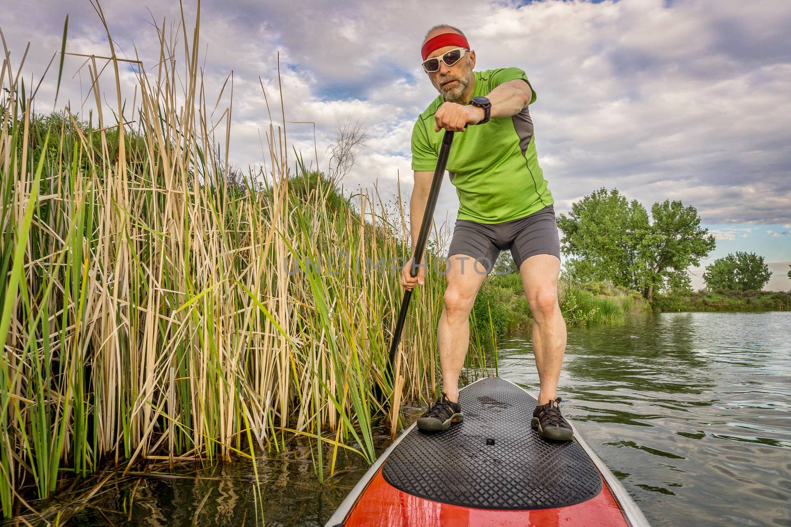 senior male paddler enjoying paddling stand up paddleboard along lake shore covered by reed
