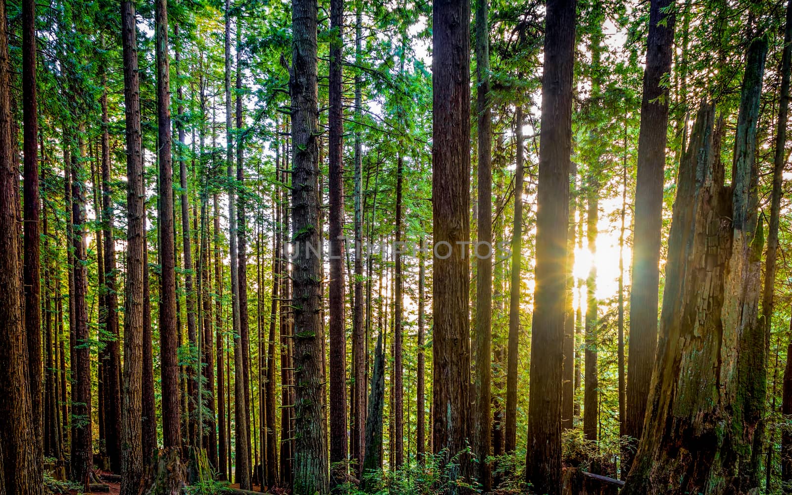 Redwood Foest by backyard_photography