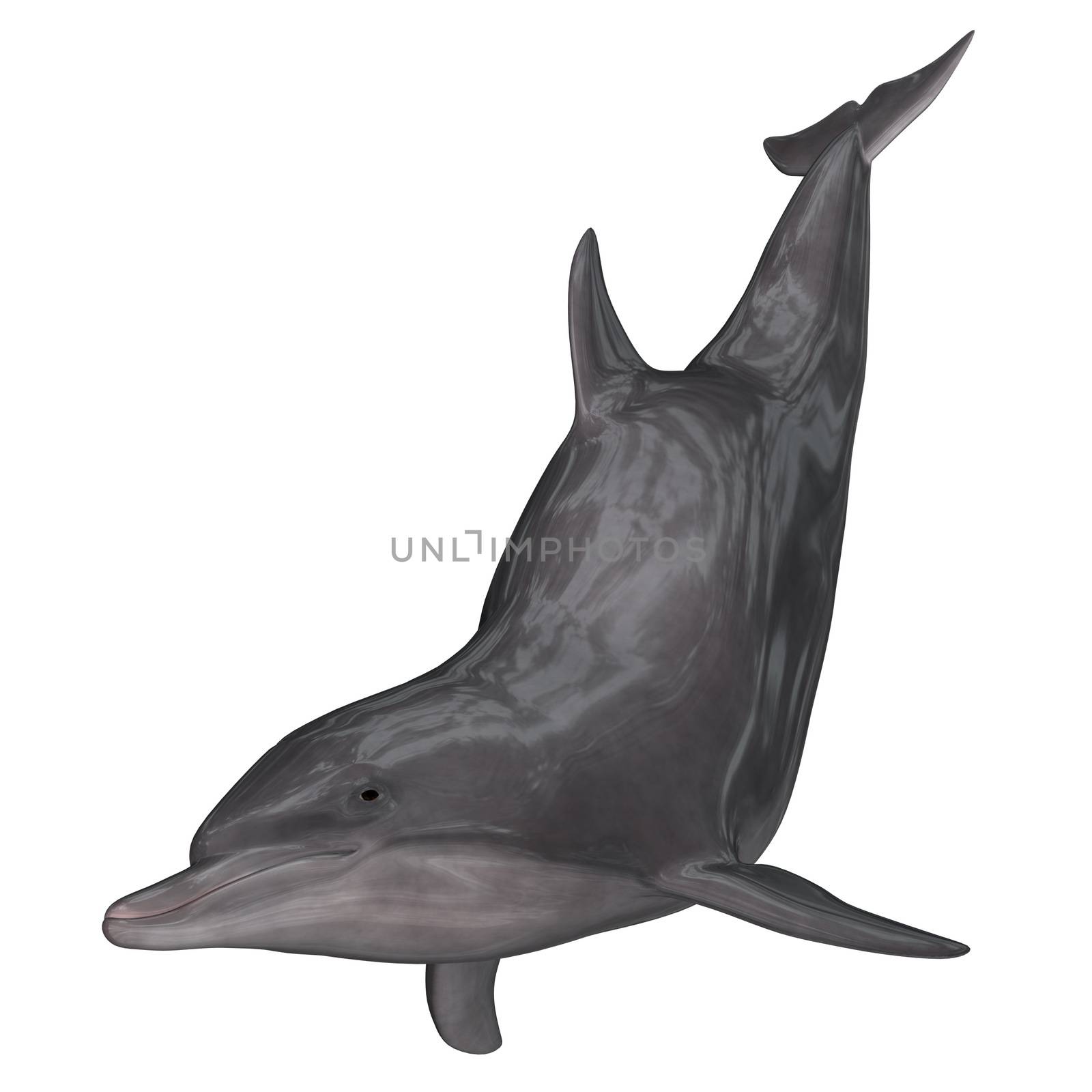 Dolphin isolated in white background - 3D render