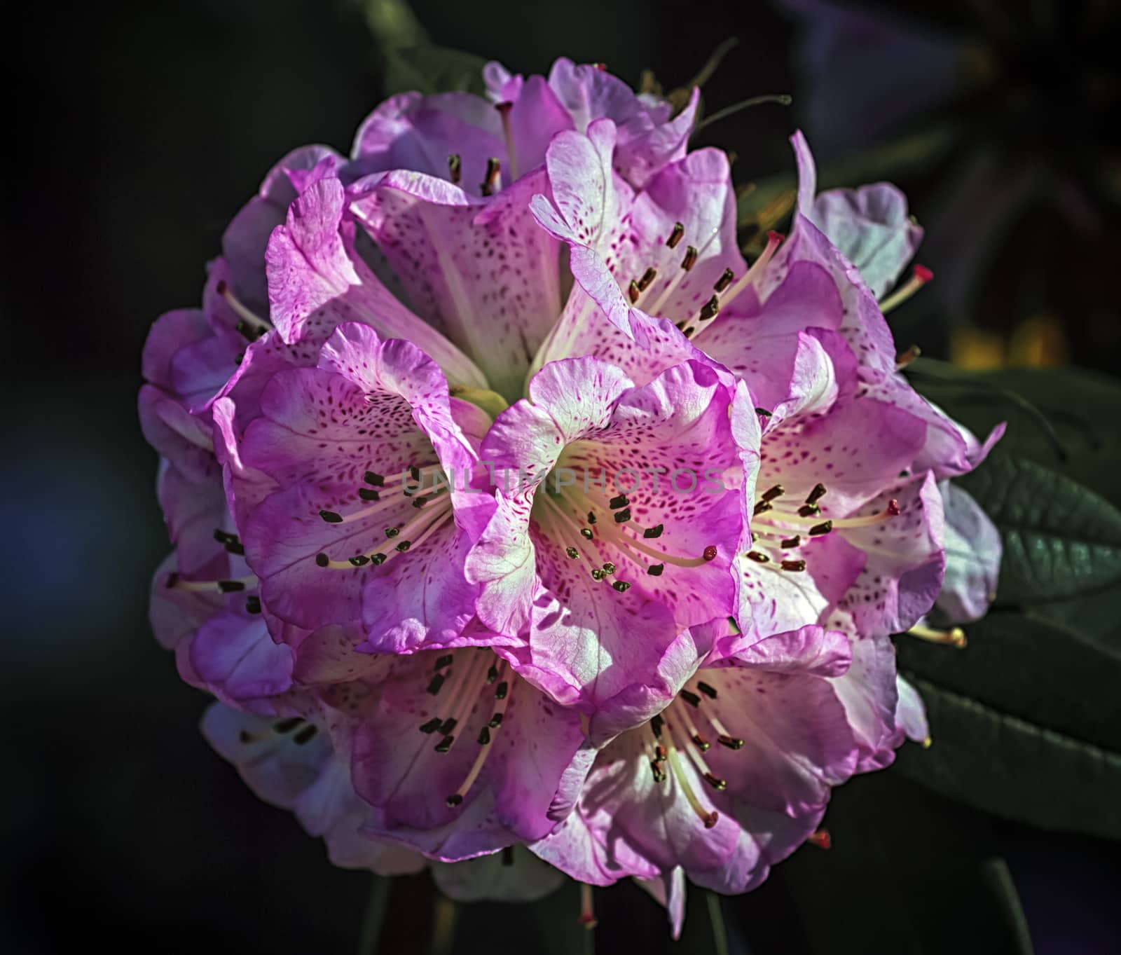 Rhododendron arboreum tree, burans or gurans flower by Elenaphotos21