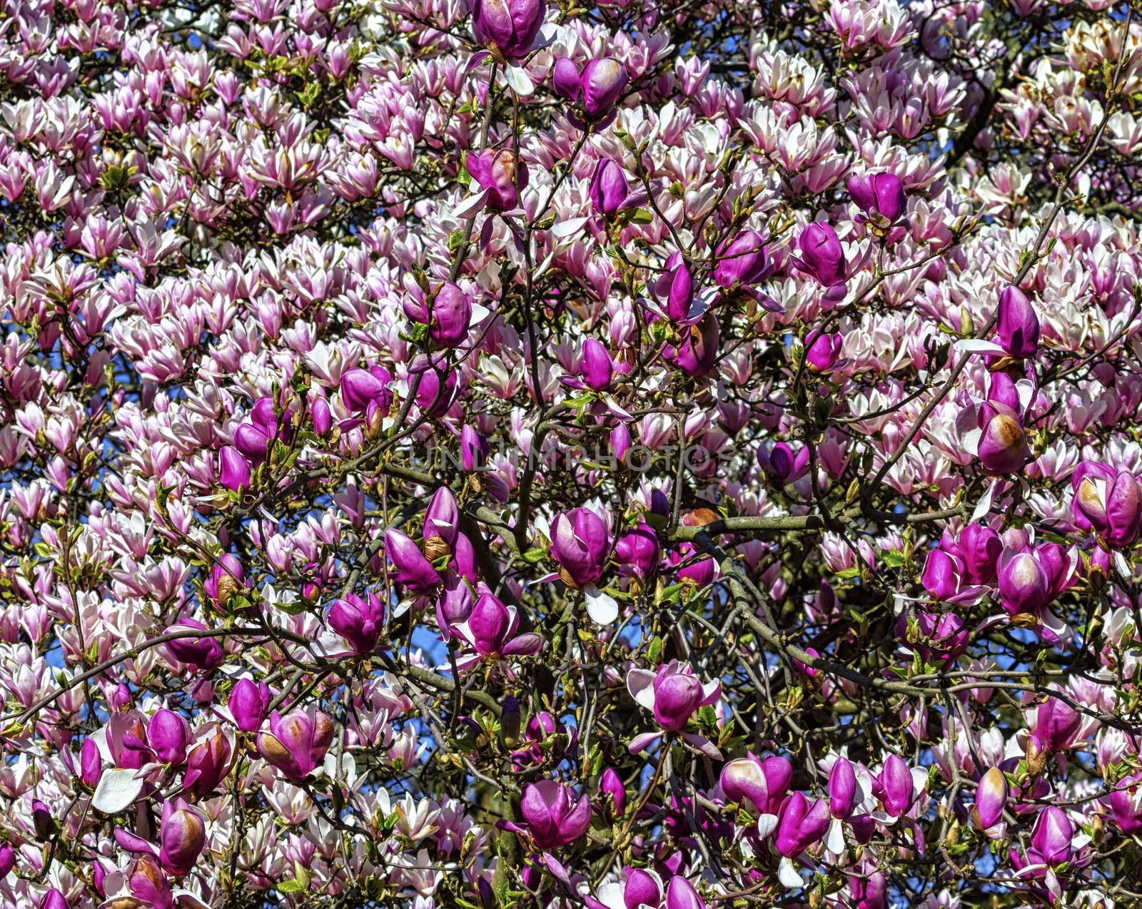 Magnolia flowers background by Elenaphotos21