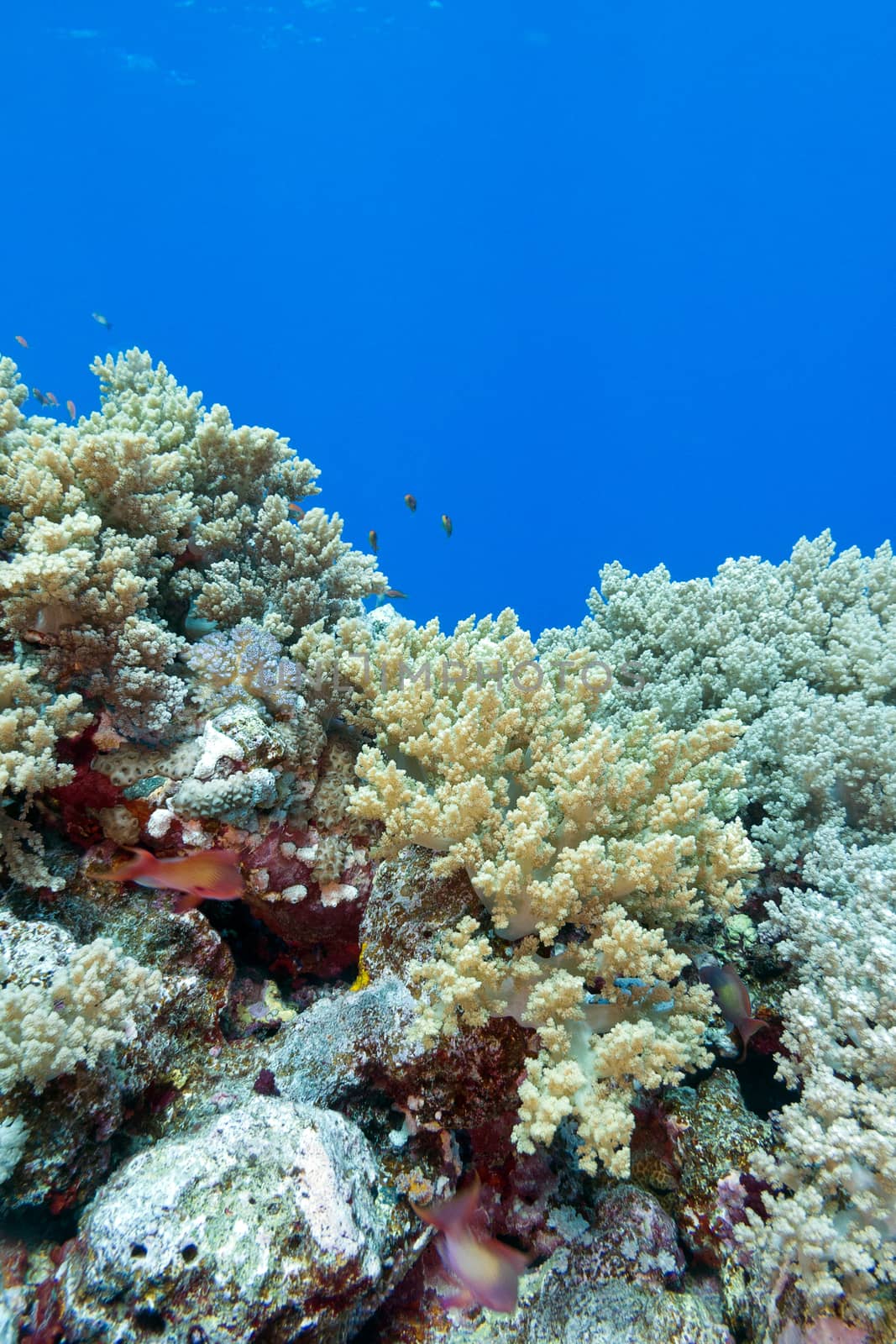 coral reef with hard and soft corals at the bottom of tropical sea on a background of blue water, underwater