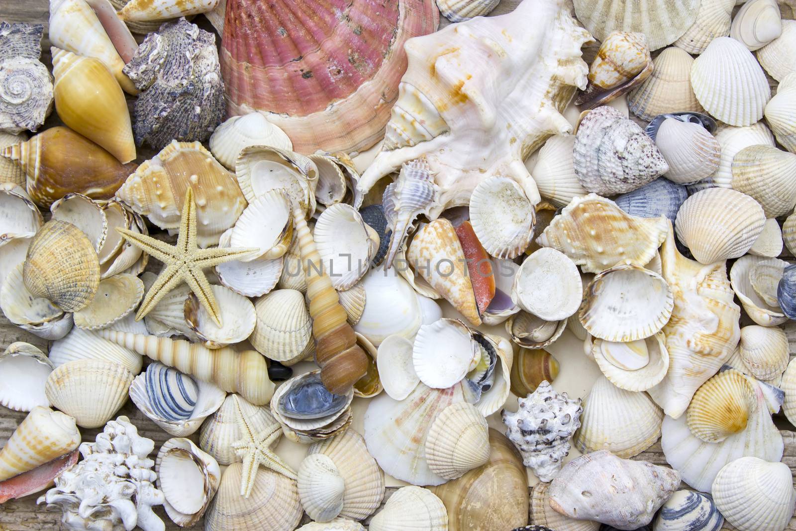 Sea shells background by miradrozdowski