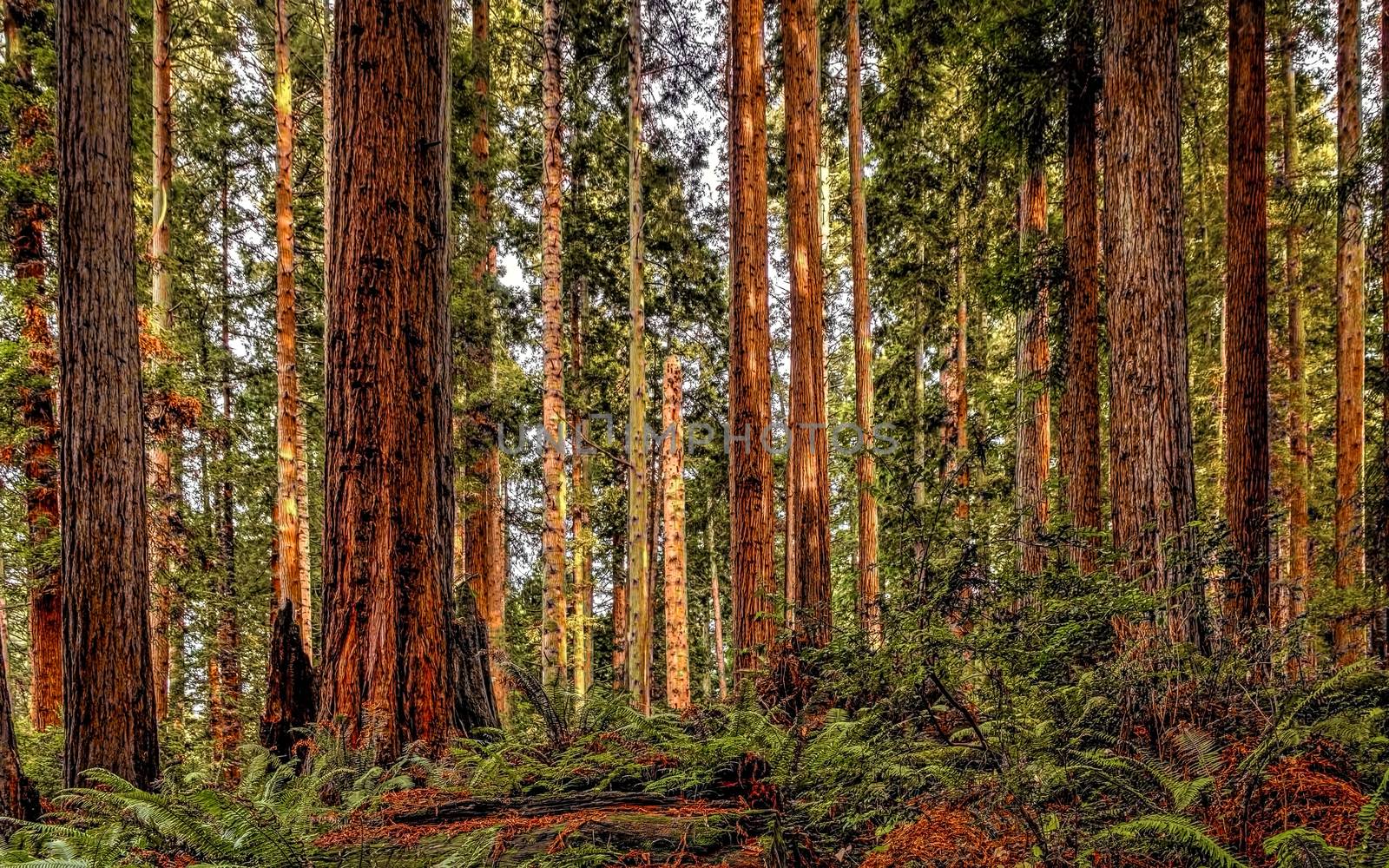 Landscape image of a redwood forest in Northern California. Daytime. Color image.