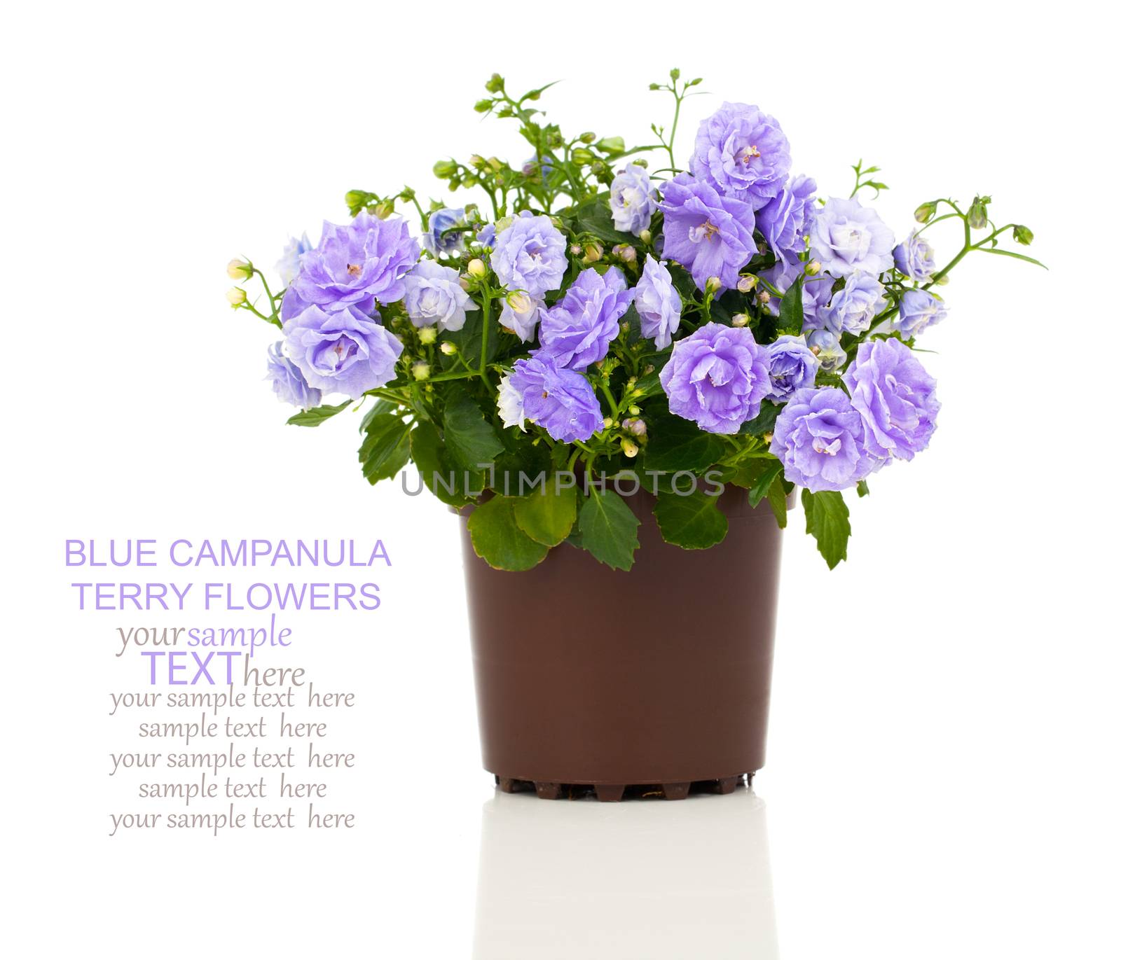 blue Campanula terry flowers, on a white background. by motorolka