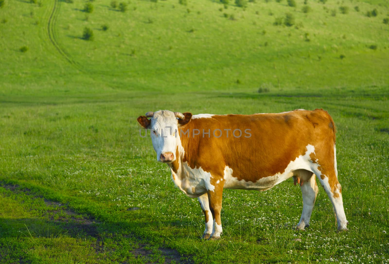 Pinto Cow on a mountain pasture, Altai, Russian Federation