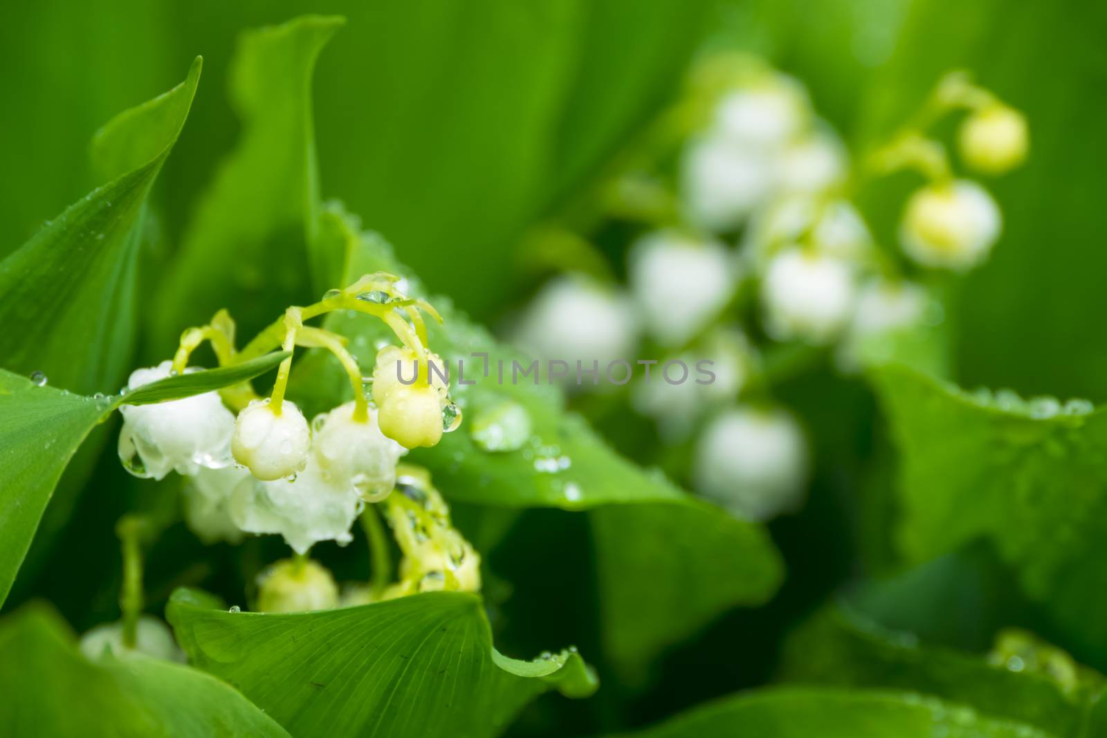 Lily of the valley with raindrops close-up