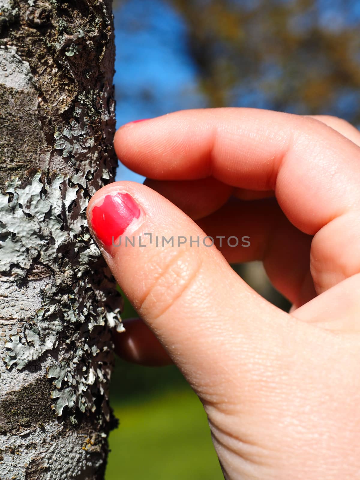 Little girl with cracked pink nail paint touching lichen by Arvebettum