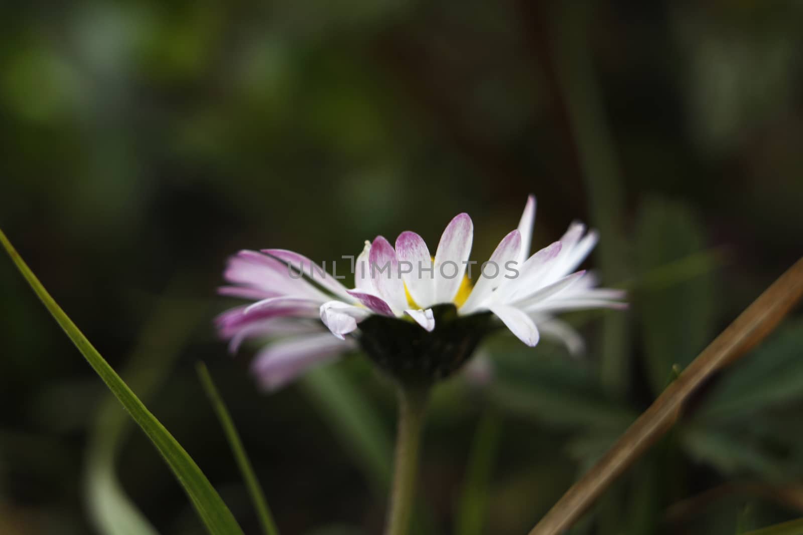 Daisy petals by elaplan