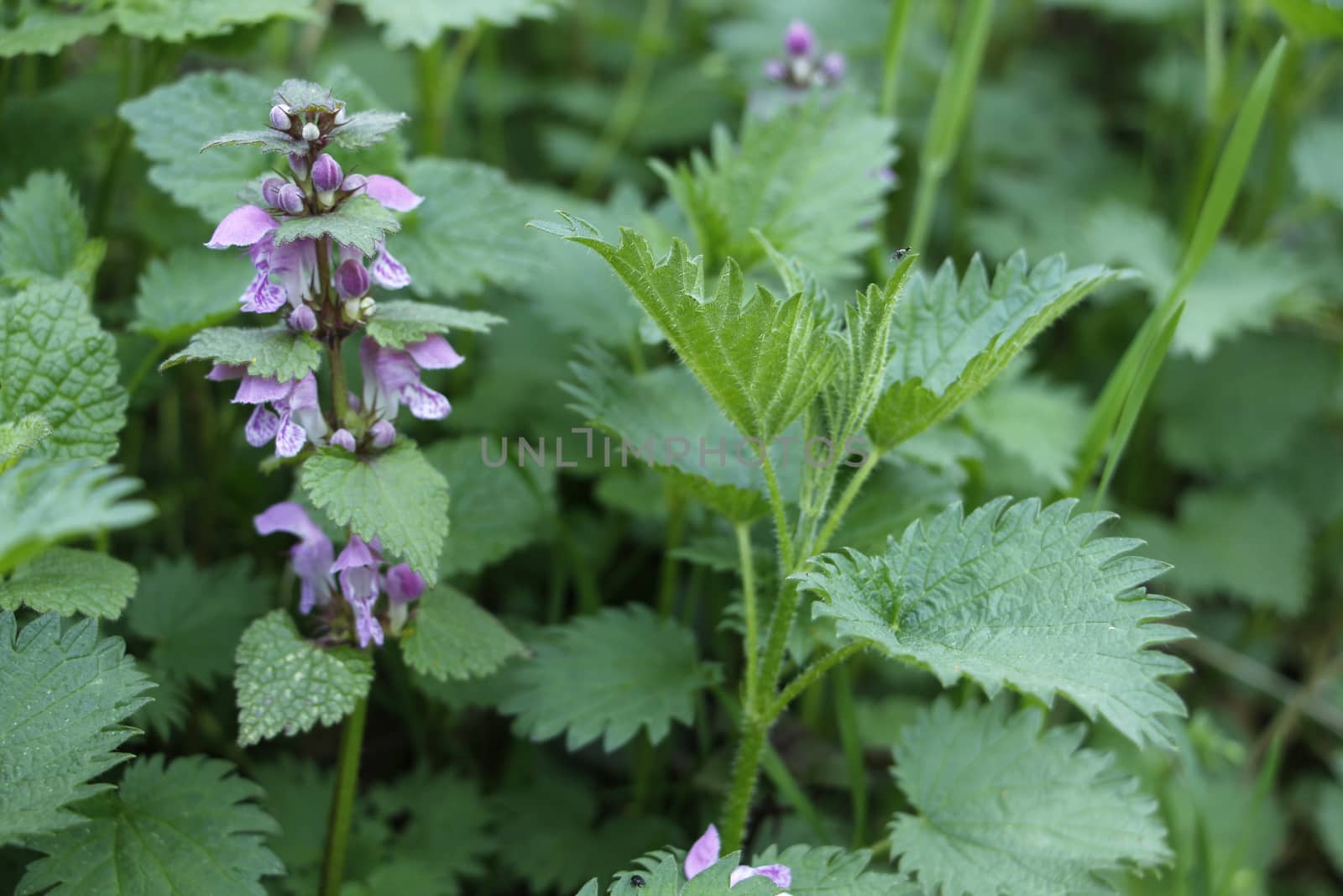 Wild and domestic nettle