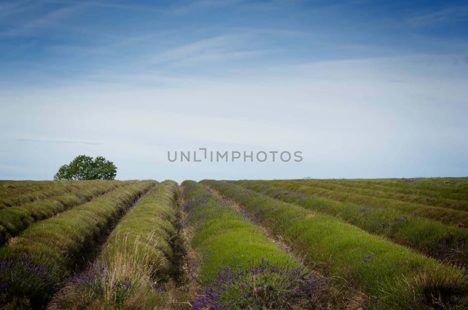 Straight rows of lavender plants in a field after harvest.