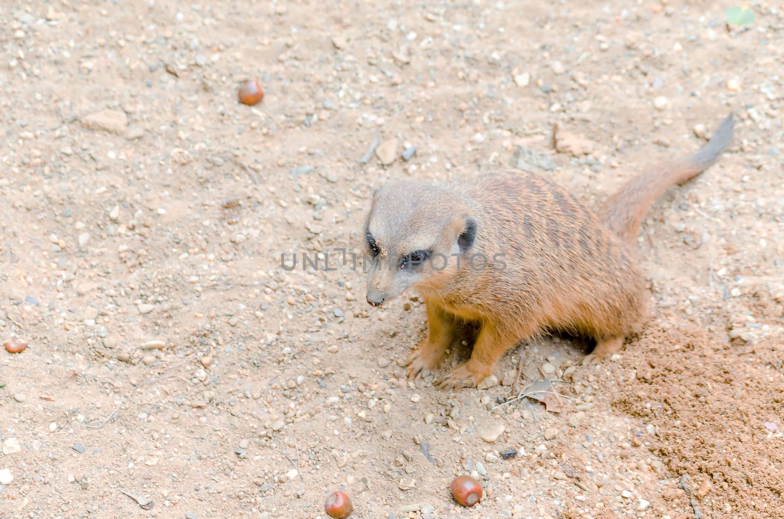 Meerkat sitting alert in the sand.