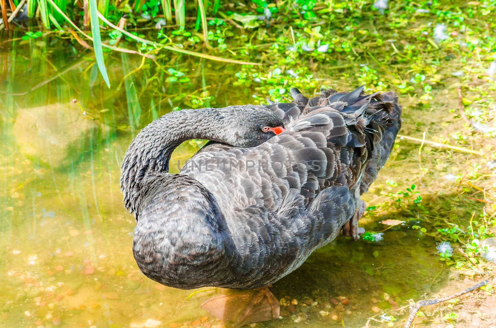 Black swan on a pond. Head back to sleep.