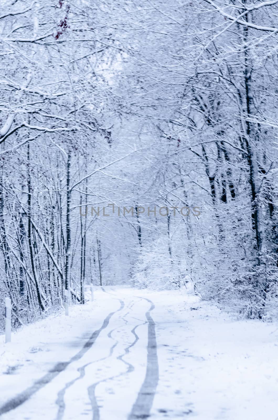 Road in winter by JFsPic