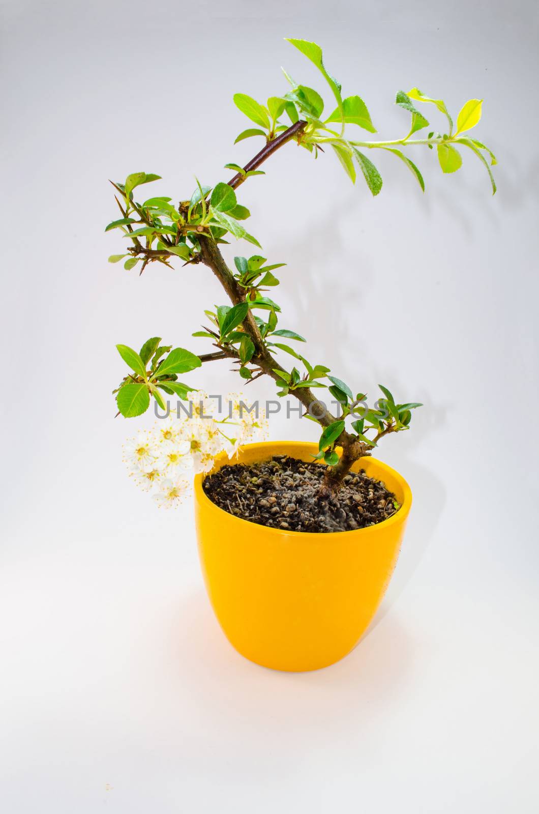 A small bonsia tree in a yellow ceramic pot. Isolated on white background.