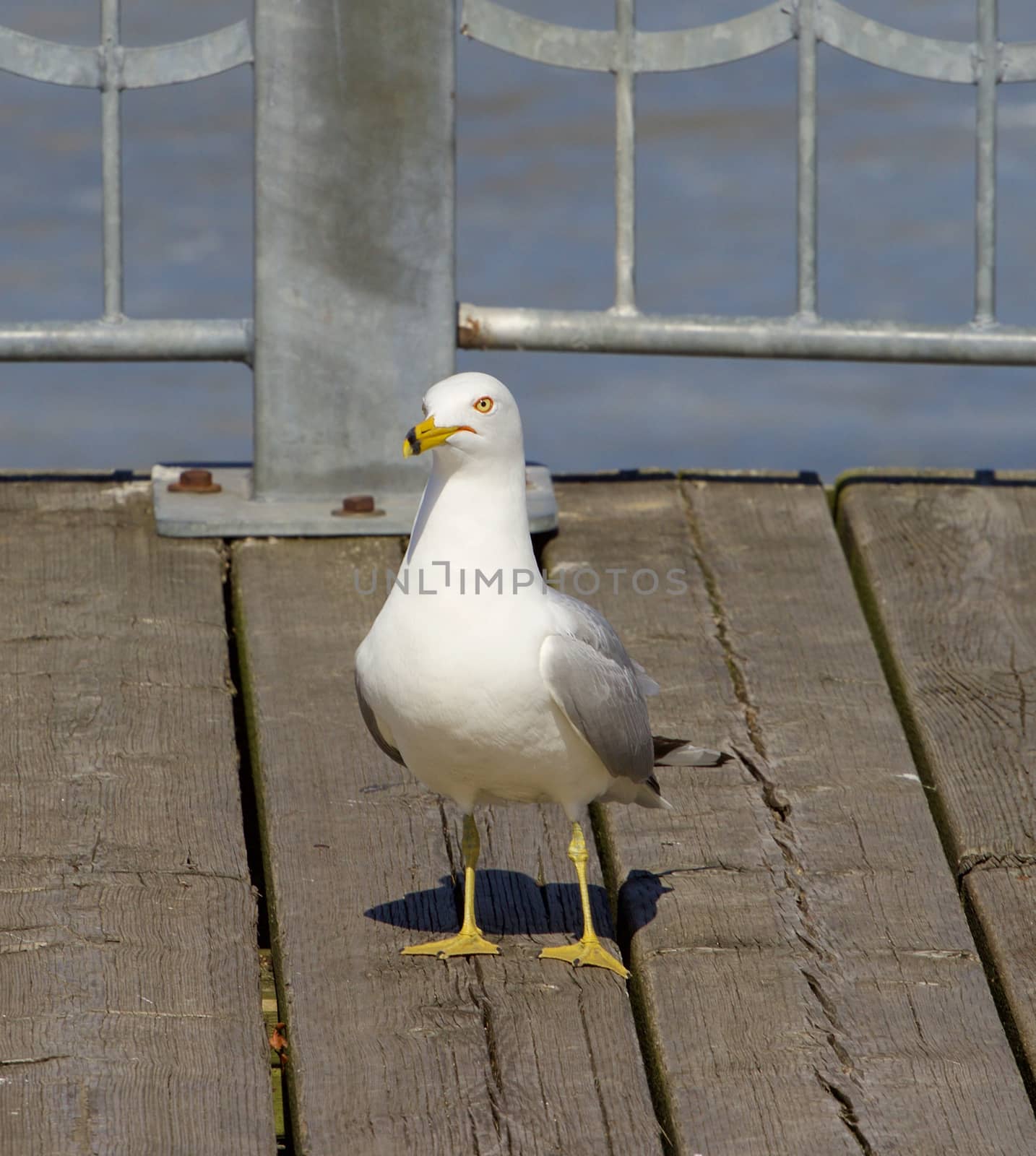 The gull is staying straight